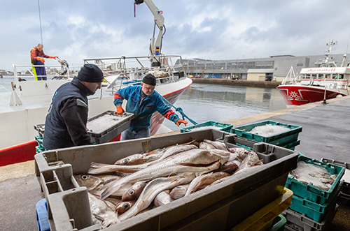 Pêcheurs à Cherbourg : © Thierry HOUYEL